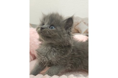 販売中の埼玉県のサイベリアン-116545の2枚目
